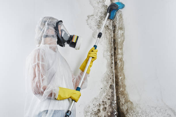 Best Professional Mold Removal  in Lakeway, TX