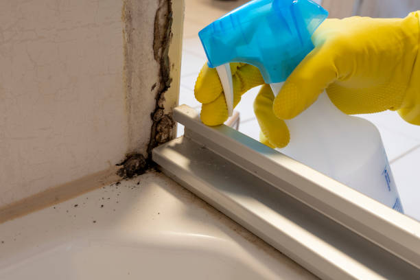 Best Office Mold Removal Services  in Lakeway, TX
