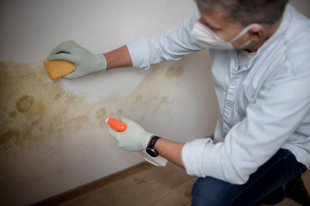 Best Mold Removal Company Near Me  in Lakeway, TX