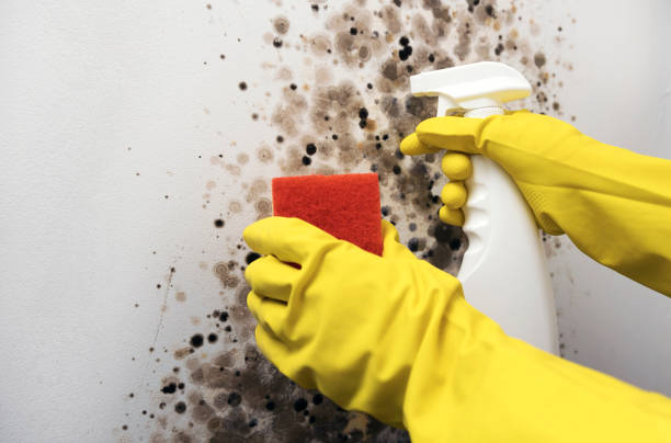 Crawl Space Mold Removal in Lakeway, TX