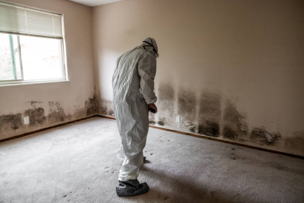 Best Mold Removal and Inspection  in Lakeway, TX