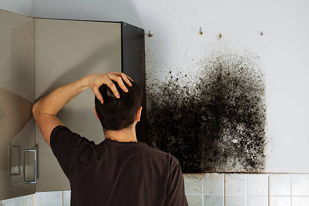 Best Toxic Mold Removal  in Lakeway, TX