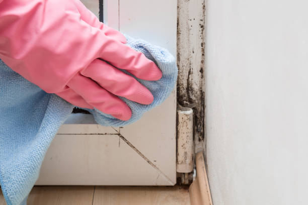Reliable Lakeway, TX Mold Removal Solutions