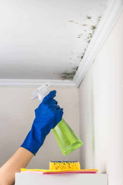 Attic Mold Removal in Lakeway, TX